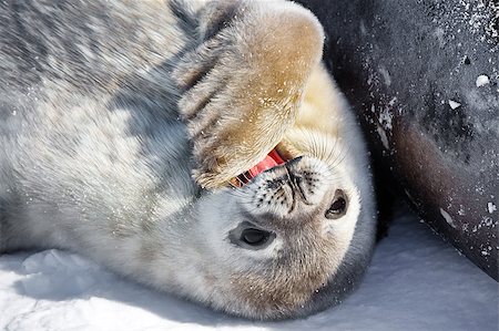 simsearch:400-04299241,k - Baby seal close to his mom. Antarctica Stock Photo - Budget Royalty-Free & Subscription, Code: 400-05346928