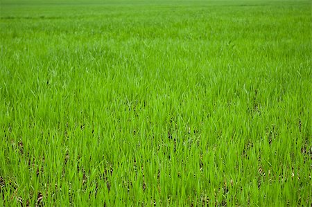 simsearch:400-05318999,k - green grass on field close up for background Photographie de stock - Aubaine LD & Abonnement, Code: 400-05346930