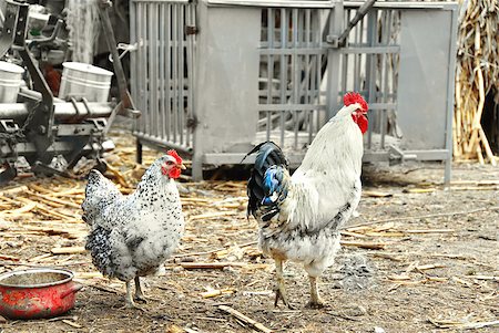 simsearch:400-04707619,k - white hen and cockerel in rustic farm yard outdoors Stock Photo - Budget Royalty-Free & Subscription, Code: 400-05347165