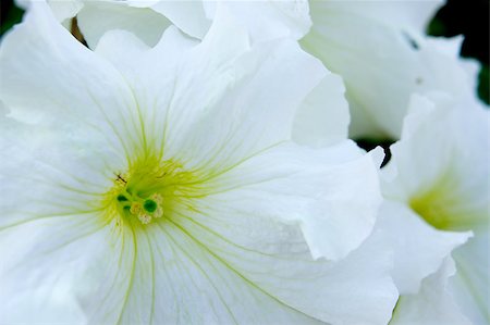 simsearch:400-04400120,k - White flower Foto de stock - Super Valor sin royalties y Suscripción, Código: 400-05347160