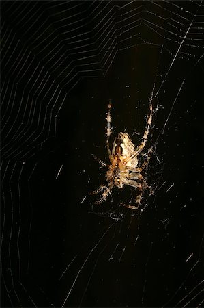 European garden spider (Araneus diadematus) in their Net Foto de stock - Super Valor sin royalties y Suscripción, Código: 400-05347201