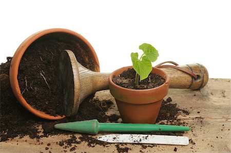 Potting on a bean seedling on a wooden bench with garden tools Stockbilder - Microstock & Abonnement, Bildnummer: 400-05347247