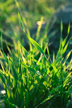roxxer (artist) - Closeup  image of a green grass lightened by the morning sunlight Fotografie stock - Microstock e Abbonamento, Codice: 400-05347329