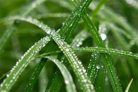 simsearch:400-04742897,k - Macro image of multiple small waterdrops on green grass after the rain. Shallow depth of field. Foto de stock - Super Valor sin royalties y Suscripción, Código: 400-05347330