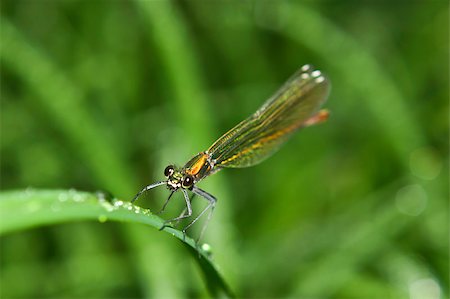 roxxer (artist) - Vivid dragonfly while hunting in the morning. Shallow depth of field. Fotografie stock - Microstock e Abbonamento, Codice: 400-05347331