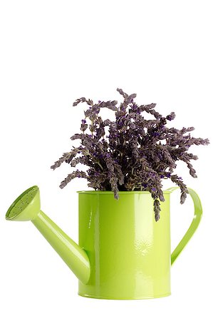 simsearch:400-04847486,k - Purple lavender flower in a green watering can isolated on a white background. Foto de stock - Royalty-Free Super Valor e Assinatura, Número: 400-05347552