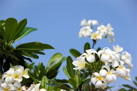 pattaya - white frangipani flowers agaisnt a bright blue sky in pattaya thailand Foto de stock - Super Valor sin royalties y Suscripción, Código: 400-05347653