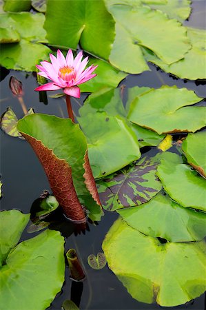 pattaya - tropical water lillies with pink flower in pond at temple of the big buddha in pattaya thailand Foto de stock - Super Valor sin royalties y Suscripción, Código: 400-05347668