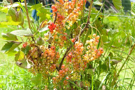 simsearch:400-04423672,k - almost ripe redcurrant berries still on its branch Stockbilder - Microstock & Abonnement, Bildnummer: 400-05347717