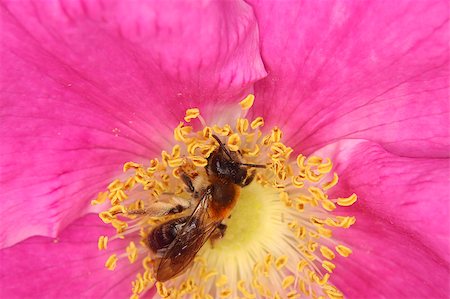simsearch:633-02417597,k - Wild bees in food intake in a flower Stock Photo - Budget Royalty-Free & Subscription, Code: 400-05347734