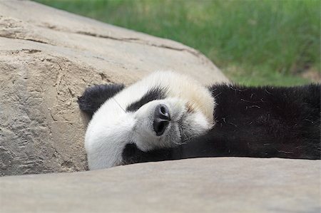 simsearch:400-04394273,k - Sleeping Panda Foto de stock - Royalty-Free Super Valor e Assinatura, Número: 400-05347774