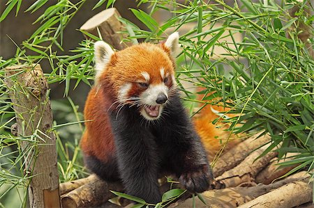red pandas - Red Panda Stock Photo - Budget Royalty-Free & Subscription, Code: 400-05347772
