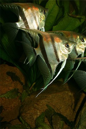 poisson-ange - Angelfish (Pterophyllum scalare) in the fish tank Photographie de stock - Aubaine LD & Abonnement, Code: 400-05347861