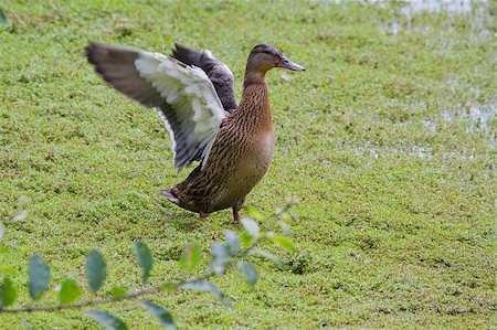 A Female Mallard flapping its wing dry Stock Photo - Budget Royalty-Free & Subscription, Code: 400-05347895