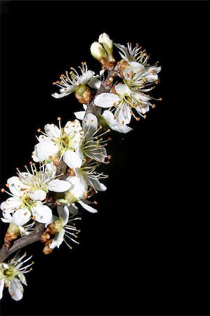 simsearch:400-07577622,k - Cherry blossoms in spring Photographie de stock - Aubaine LD & Abonnement, Code: 400-05347916