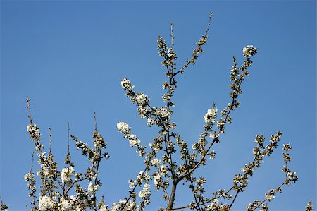 simsearch:400-07577622,k - Cherry blossoms in spring Photographie de stock - Aubaine LD & Abonnement, Code: 400-05347921