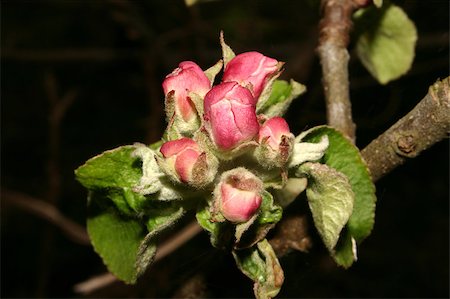 simsearch:400-07577622,k - Apple blossom in spring Photographie de stock - Aubaine LD & Abonnement, Code: 400-05347923