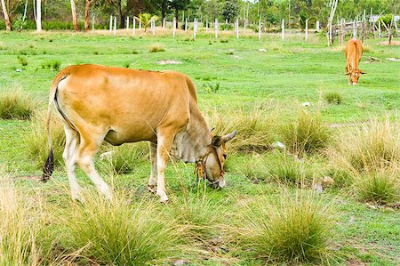 simsearch:400-05139612,k - Cow in the field  in Thailand Photographie de stock - Aubaine LD & Abonnement, Code: 400-05347960