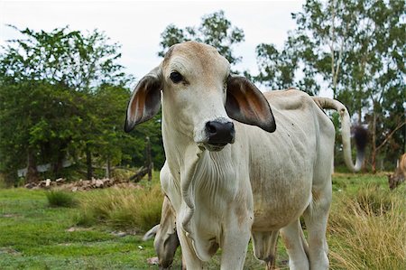 Cow in the field  in Thailand Stock Photo - Budget Royalty-Free & Subscription, Code: 400-05347961