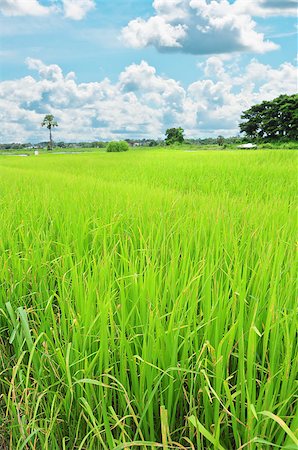 simsearch:400-06077674,k - rice field and blue sky Stock Photo - Budget Royalty-Free & Subscription, Code: 400-05348136