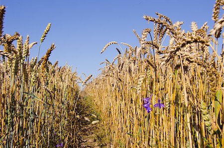 simsearch:400-04738350,k - Little path between field of wheat. Agricultural backdrop. Photographie de stock - Aubaine LD & Abonnement, Code: 400-05348142