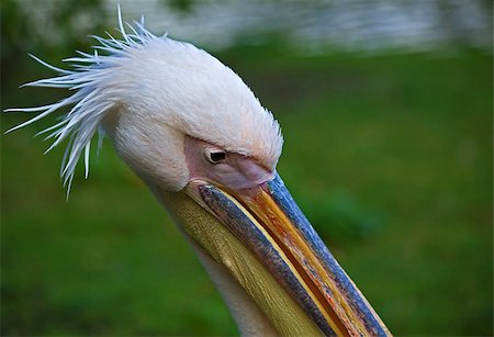 pelícano blanco - Pelican head shot Foto de stock - Super Valor sin royalties y Suscripción, Código: 400-05348155