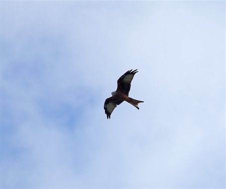 simsearch:400-07426854,k - Red Kite soaring over Windsor Great Park Stock Photo - Budget Royalty-Free & Subscription, Code: 400-05348157