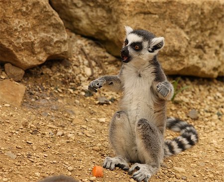 simsearch:400-07317195,k - A young Ring Tailed Lemur playing Foto de stock - Super Valor sin royalties y Suscripción, Código: 400-05348325