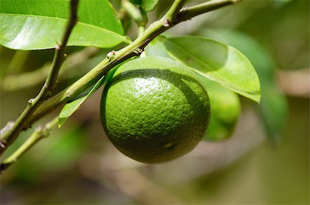 simsearch:400-04395073,k - Lime tree with lime fruits Stock Photo - Budget Royalty-Free & Subscription, Code: 400-05348428