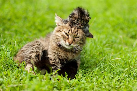 Mother cat playing with a small kitten Stock Photo - Budget Royalty-Free & Subscription, Code: 400-05348491