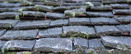 damaged roof - close up wooden roof moss Stock Photo - Budget Royalty-Free & Subscription, Code: 400-05348503