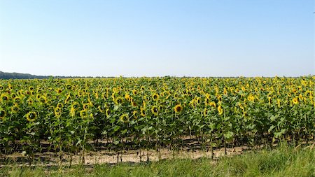 simsearch:400-06077675,k - the beautiful sunflowers Stock Photo - Budget Royalty-Free & Subscription, Code: 400-05348611