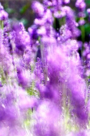 simsearch:400-06069986,k - Blooming lavender field on a sunny day Stock Photo - Budget Royalty-Free & Subscription, Code: 400-05348612