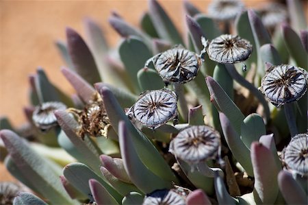 Rare plant in South Africa - close up Stock Photo - Budget Royalty-Free & Subscription, Code: 400-05348668