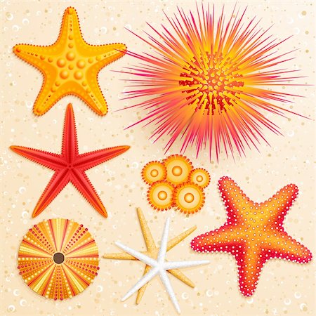 equinoideos - Starfish and sea urchins collection on sand background. Vector illustration. Foto de stock - Super Valor sin royalties y Suscripción, Código: 400-05348764