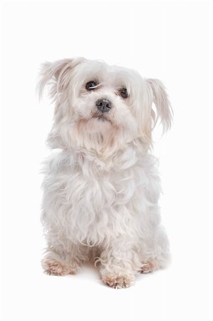 mixed breed dog in front of a white background Stock Photo - Budget Royalty-Free & Subscription, Code: 400-05348938