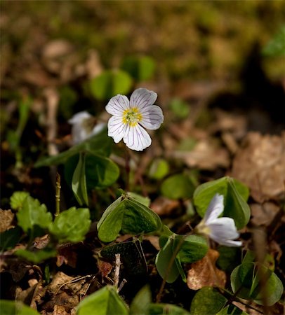 Wood Sorrel wild flower in woodland Fotografie stock - Microstock e Abbonamento, Codice: 400-05349022