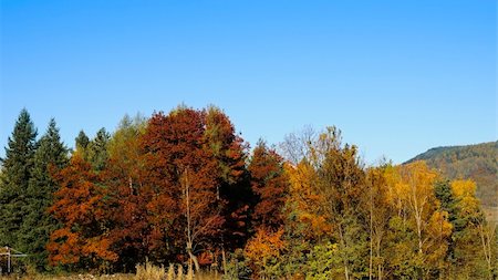 The colors of trees during a sunny Autumn day against the clear blue sky Foto de stock - Super Valor sin royalties y Suscripción, Código: 400-05349171