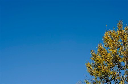 The top of a birch tree against the clear blue sky during a sunny Autumn day Foto de stock - Super Valor sin royalties y Suscripción, Código: 400-05349173