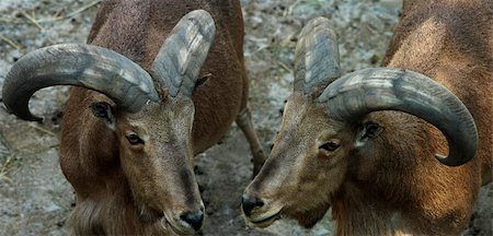 image of two goats on a gray background Photographie de stock - Aubaine LD & Abonnement, Code: 400-05349309