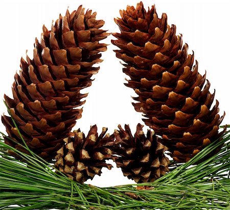 four fir-cone isolated on white background Photographie de stock - Aubaine LD & Abonnement, Code: 400-05349311