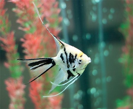 pretty underwater nature coral - Fish in fishtank Stock Photo - Budget Royalty-Free & Subscription, Code: 400-05349684