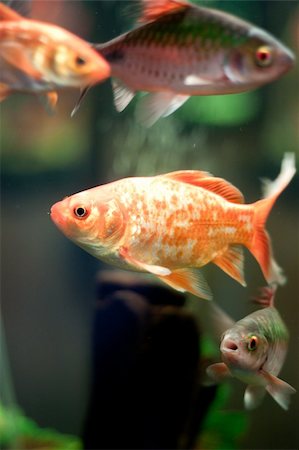 pretty underwater nature coral - Golden fish in fishtank Stock Photo - Budget Royalty-Free & Subscription, Code: 400-05349685