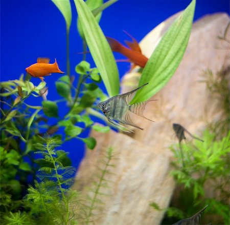 simsearch:400-04901251,k - Little fishes in fishtank with plants Stockbilder - Microstock & Abonnement, Bildnummer: 400-05349686