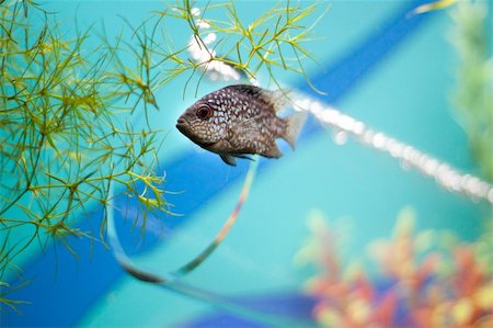 simsearch:400-04901251,k - Small grey fish underwater near glass pipe Stockbilder - Microstock & Abonnement, Bildnummer: 400-05349687