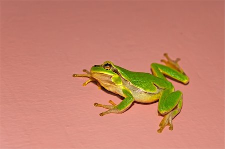 poisonous frog - Green tree frog crawling along the vertical wall, night photo Photographie de stock - Aubaine LD & Abonnement, Code: 400-05349834