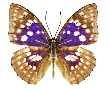 beautiful violet butterfly against the white background Stock Photo - Budget Royalty-Free & Subscription, Code: 400-05340079