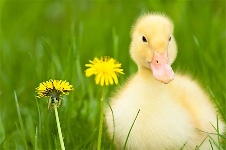 Little yellow duckling with dandelion on green grass Stock Photo - Budget Royalty-Free & Subscription, Code: 400-05340189