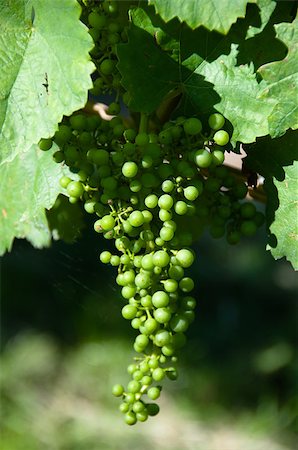 franky242 (artist) - Small Green Grapes on wine plant in Vineyard Fotografie stock - Microstock e Abbonamento, Codice: 400-05340285