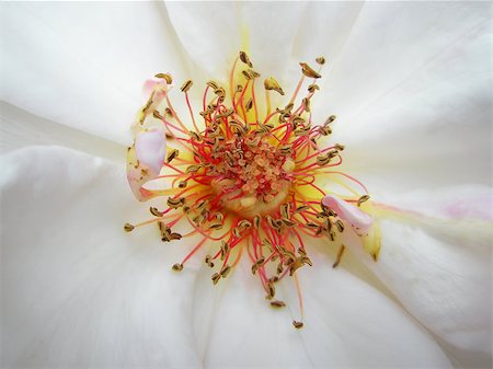 simsearch:400-04879383,k - White rose flower. Super macro photo of the rose petals, stamens and pistil Photographie de stock - Aubaine LD & Abonnement, Code: 400-05340286